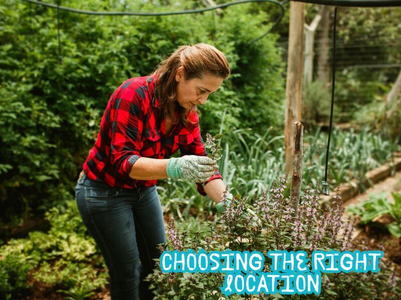 Choosing Vegetable Gardening Location