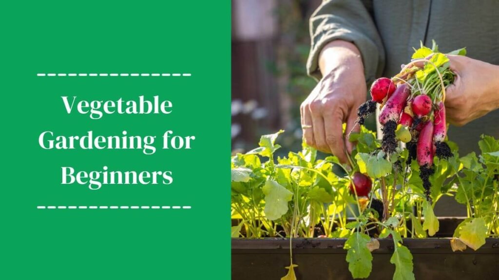 Vegetable Gardening for Beginners