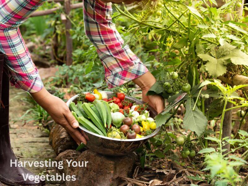 Vegetable Gardening for Beginners